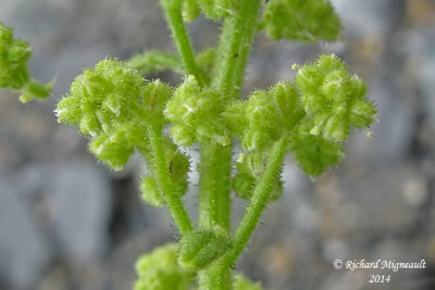 Chnopode botrys - Jerusalem Oak goosefoot - Chenopodium botrys 5 m14