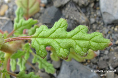 Chnopode botrys - Jerusalem Oak goosefoot - Chenopodium botrys 6 m14
