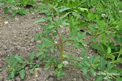 Chnopode glaugue - Oak-leaved goosefoot - Chenopodium glaucum 1 m14