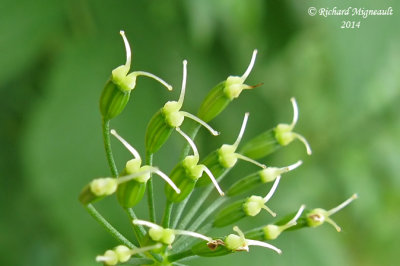 Herbe aux goutteux - Goutweed - Aegopodium podagraria 6 m14