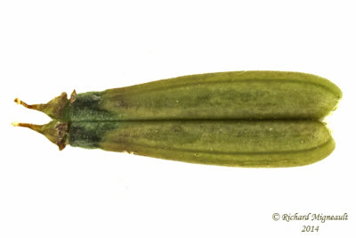 Herbe aux goutteux - Goutweed - Aegopodium podagraria 7 m14