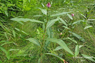 Renoue carlate - Scarlet knotweed - Polygonum coccineum 1 m14