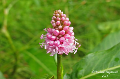 Renouée écarlate - Scarlet knotweed - Polygonum coccineum 3 m14
