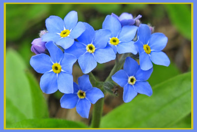 Myosotis des bois 2014