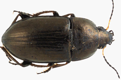 Ground beetle - Amara aenea 1 m11