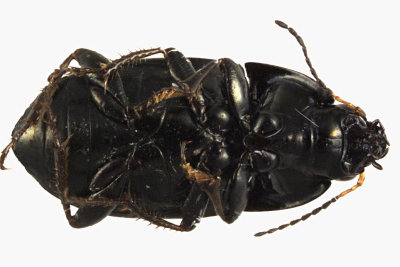 Ground beetle - Amara aenea 2 m11