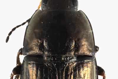 Ground beetle - Amara aenea 3 m11