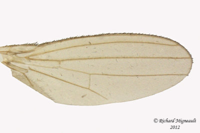 Anthomyzidae - Anthomyza, pallida species group  3 m12