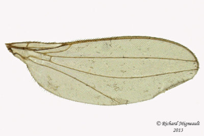 Asteiidae - Asteia beata 3 m13