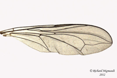 Big-headed Fly - Pipunculus sp 3 m12 