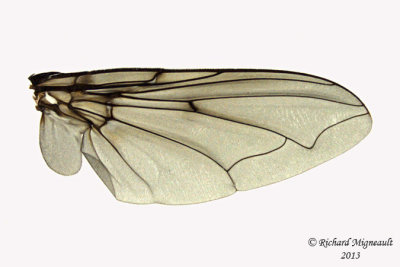 Blow Fly - Calliphora vomitoria 4 m13 12,3mm 