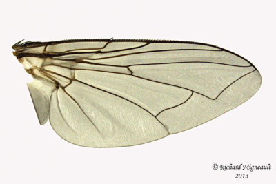 Blow Fly - Lucilia sericata female 4 m13 9,3mm 