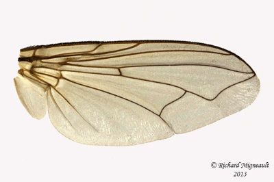 Polleniidae - Pollenia pediculata 3 m13 8,1mm 