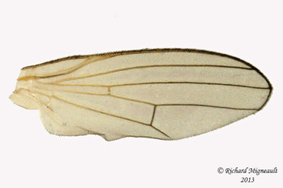 Chamaemyiidae - Chamaemyia sp1 3 m13 2,7mm 