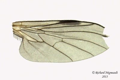 Dance Fly - Rhamphomyia sp1 2 m13 2,7mm 