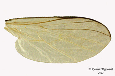Dance Fly - Rhamphomyia sp2 4 m13 4,4mm 