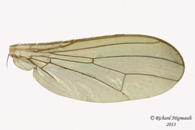 Dung Fly - Cordilura scapularis 4 m13  5,7mm 