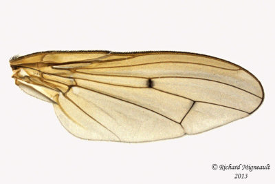 Dung Fly - Scathophaga stercoraria 4 m13 10,7mm 