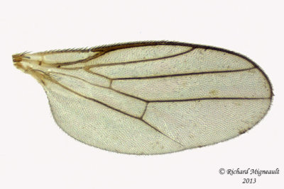 Frit Fly - Elachiptera sp1 4 m13 2,7mm
