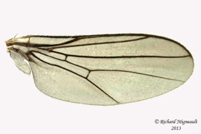 Frit Fly - Subfamily Chloropinae 4 m13 4,7mm - possibly Ectecephala 