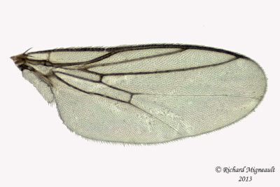 Frit Fly - Subfamily Chloropinae sp2 3 m13 3mm