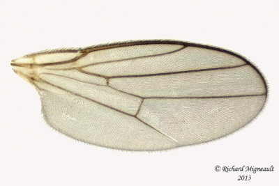 Frit Fly - Eribolus sp1 3 m13 2,5mm 
