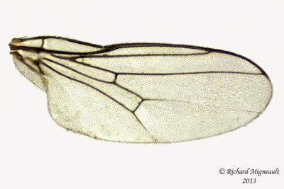 Frit Fly - Thaumatomyia glabra 3 m13 2,9mm