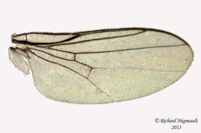 Frit Fly - Thaumatomyia grata 3 m13 2,7mm 
