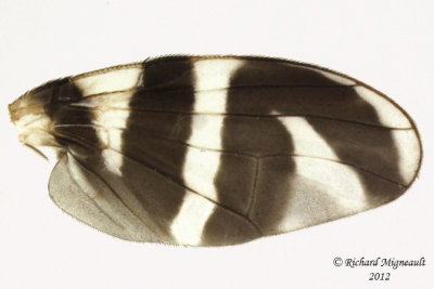 Fruit Fly - Rhagoletis tabellaria 2 m12