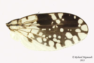 Fruit fly - Tephritis pura 3 m13 6,1mm