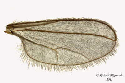 Gall Midges - Asphondyliini sp1 3 m13 2.1mm 