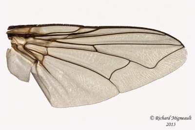 Muscidae - Musca autumnalis 4 m13 5,7mm 