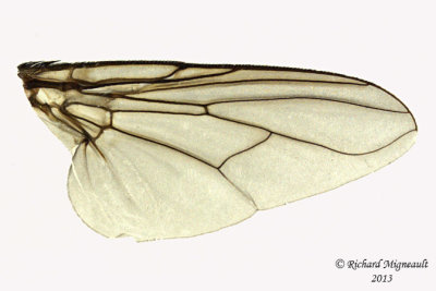 Muscidae - Muscina pascuorum m13 4
