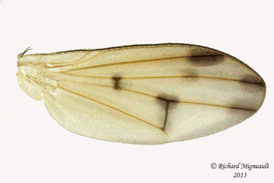 Lauxaniidae - Homoneura incerta group 4 m13 3,6mm 
