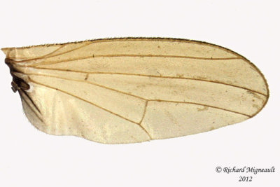 Lauxaniidae - Lauxania shewelli sp1 3 m12