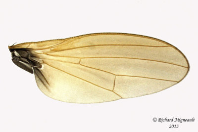 Lauxaniidae - Lauxania shewelli sp2 4 m13 3,3mm 