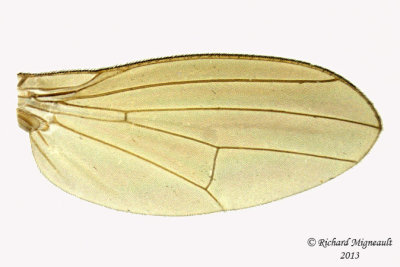 Lauxaniidae - Poecilolycia sp1 4 m13 3,4mm 