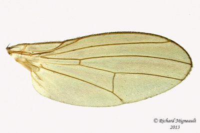 Lauxaniidae - Poecilolycia - annulata group 4 m13 3,2mm 