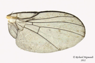 Leaf Miner Fly - Calycomyza sp2 3 m12