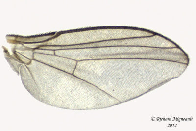 Leaf Miner Fly - Cerodontha sp, Subgenus Poemyza 3 m12