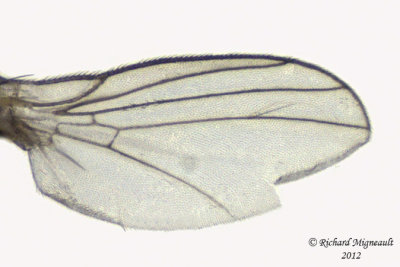 Leaf Miner Fly - Liriomyza sp1 4 m12