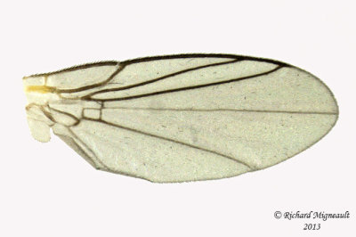 Leaf Miner Fly - Phytomyza sp2 3 m13 3mm 