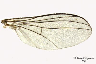 Long-legged Fly - Diaphorinae sp 3 m12