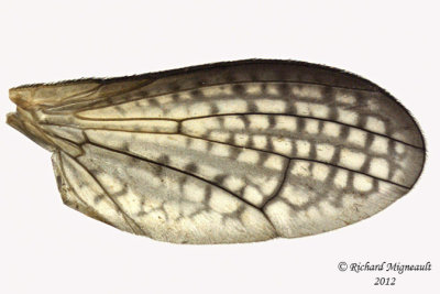 Marsh Fly - Limnia sp 3 m12
