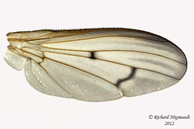 Marsh Fly - Tetanocera plebeja 3 m12