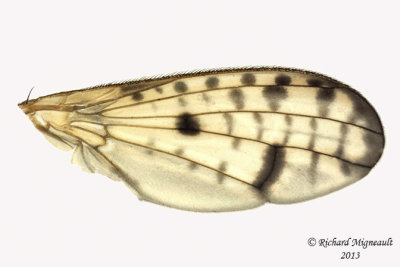 Marsh Fly - Tetanocera valida 4 m13 7,2mm