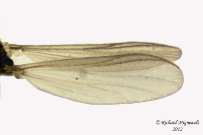 Midge - Orthocladiinae sp1 2 m12