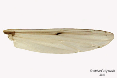 Midge - Chironomus sp1 5 m13 12,2mm 