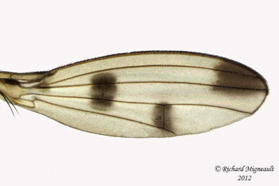 Opomyzidae - Geomyza tripunctata  3 m12