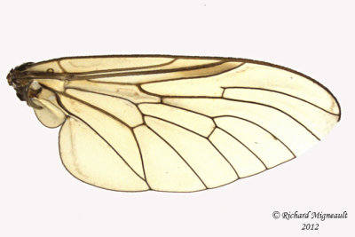 Snipe Fly - Chrysopilus sp2 4 m12